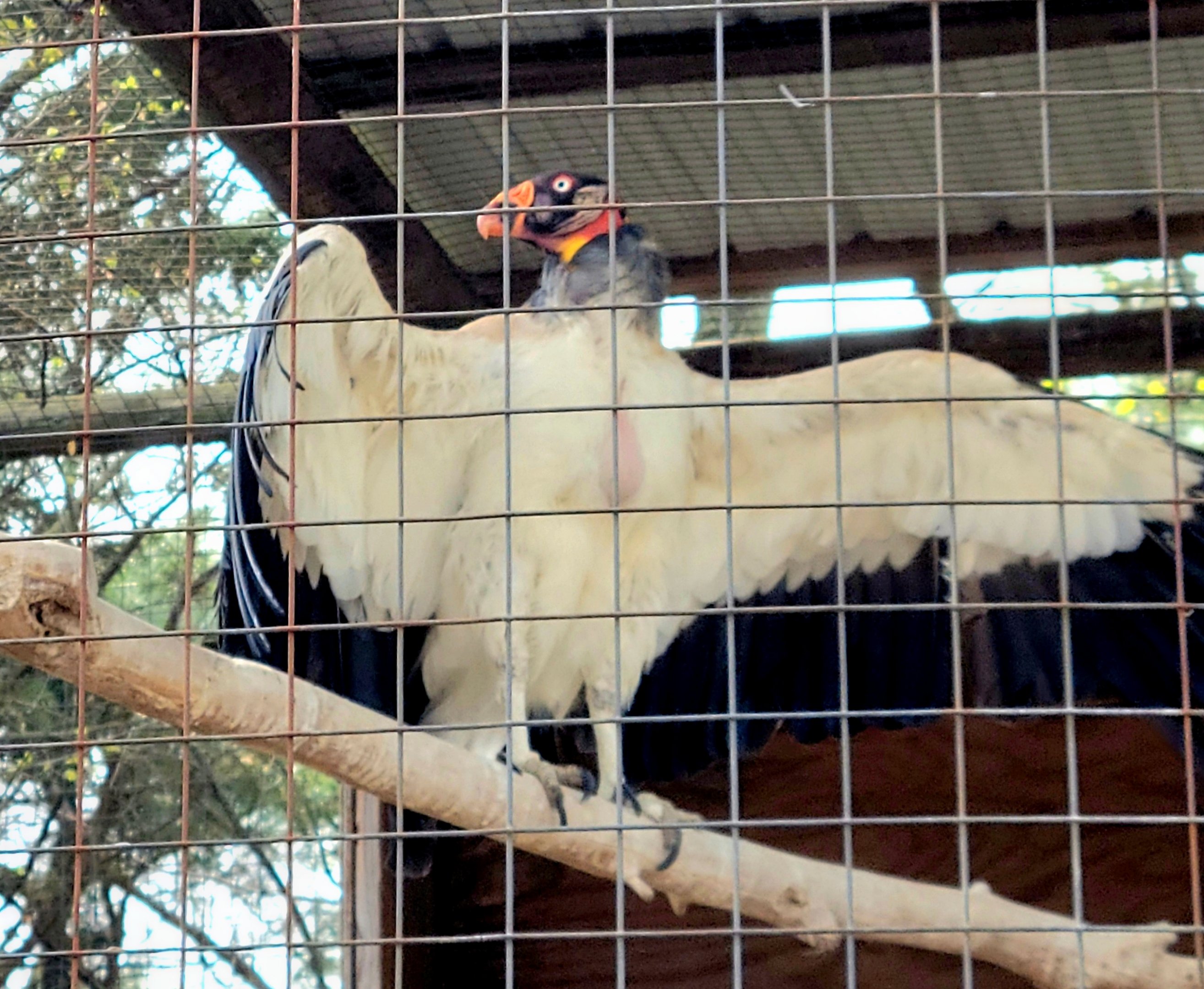 King Vulture-Bright's Zoo