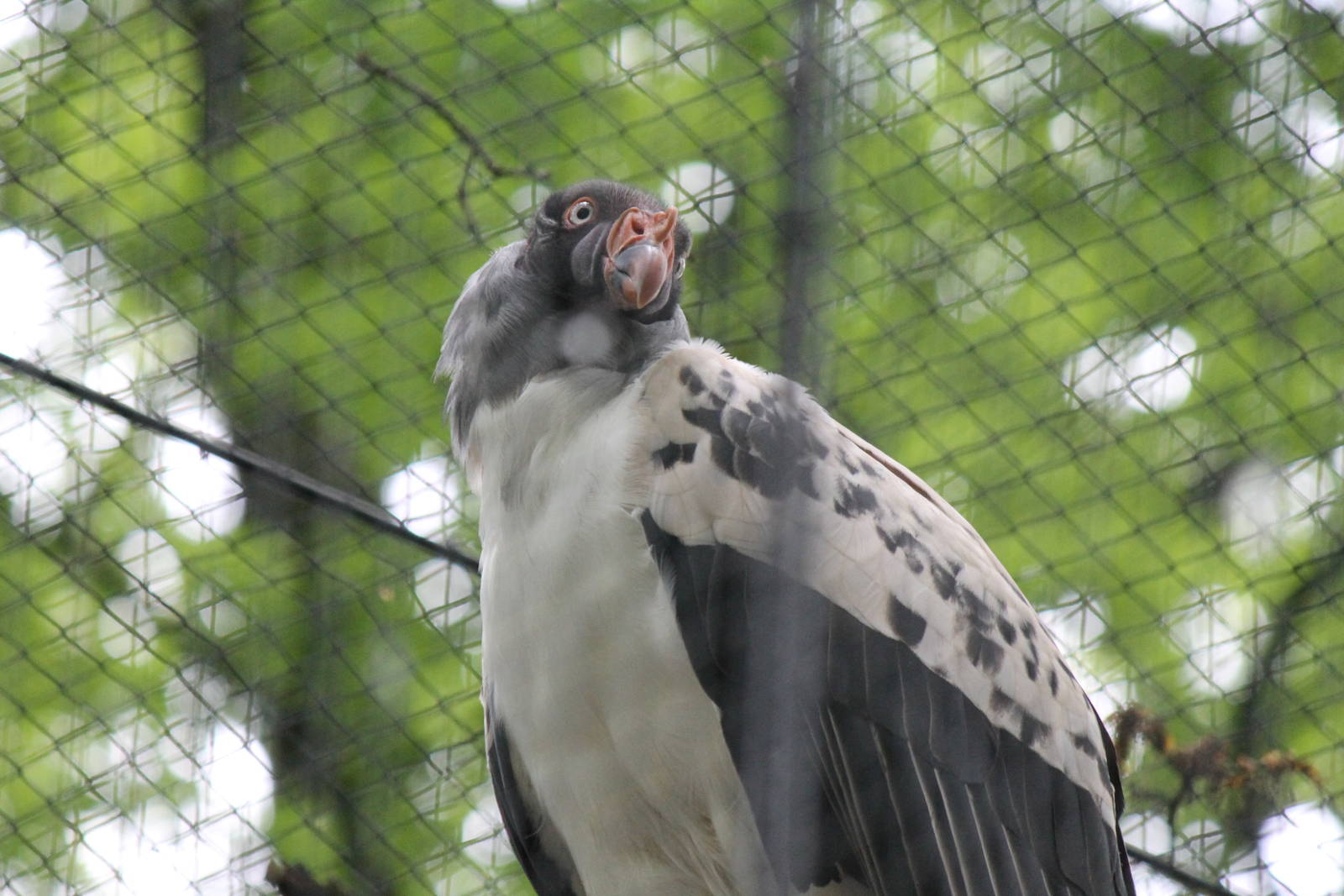 King vulture, Burgers' Zoo