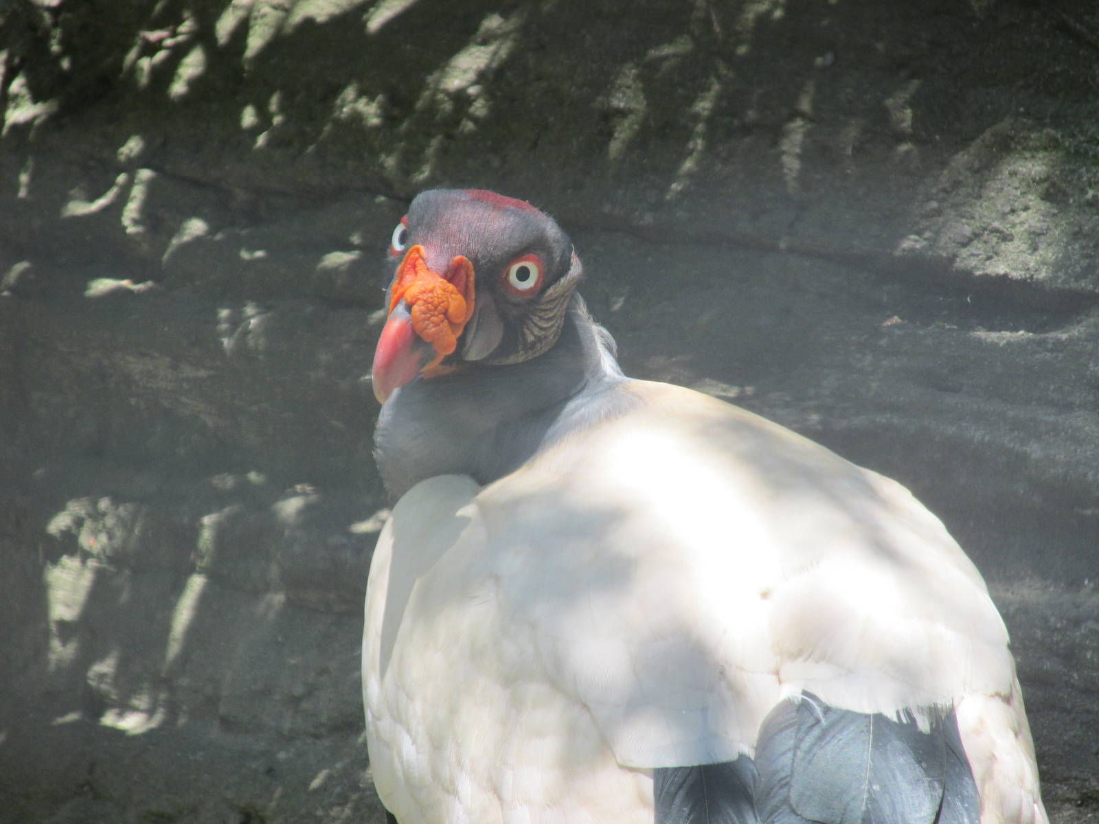 king vulture chapultepec zoo