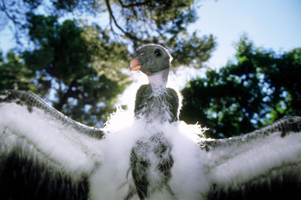 king vulture chick