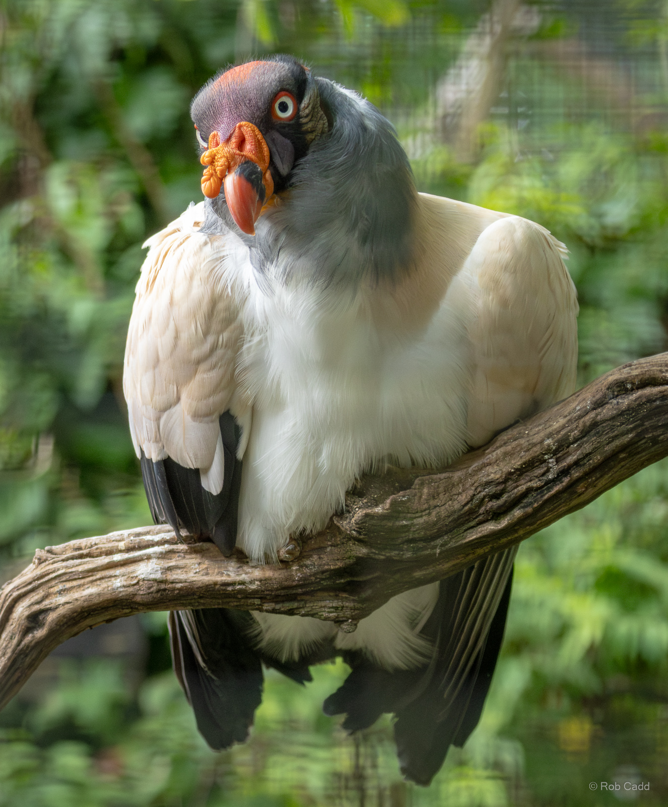 King vulture : Cotswold WP : 02 Aug 2024