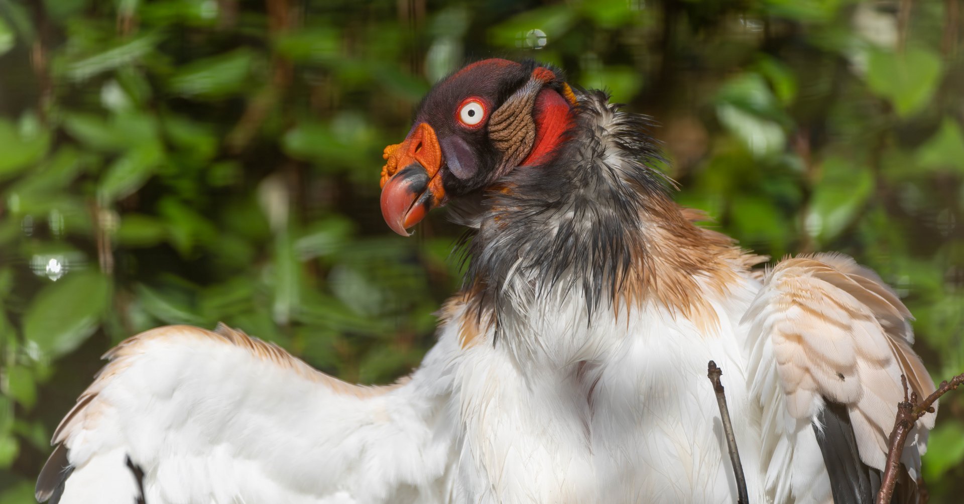 King vulture, CWP, UK