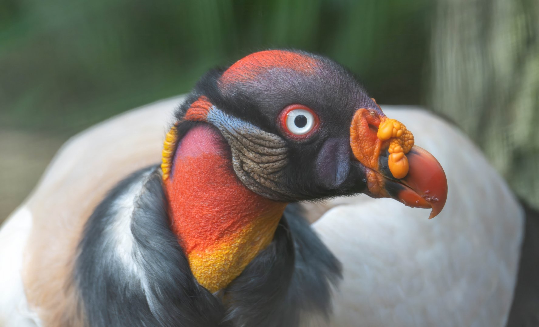 King vulture, CWP, UK