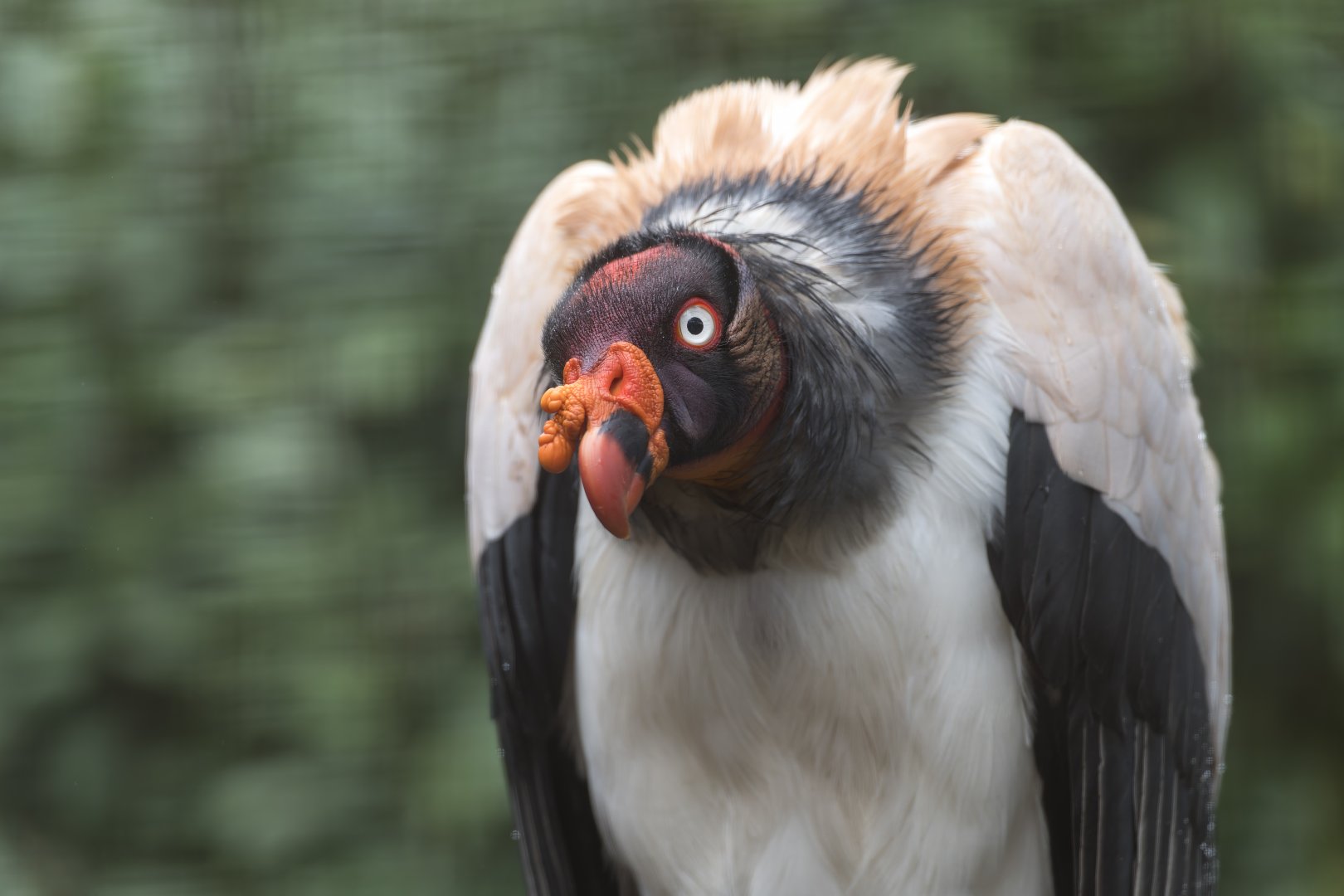 King Vulture, CWP, UK