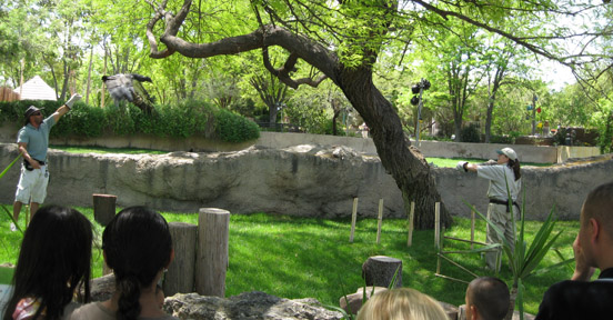 king vulture demonstration