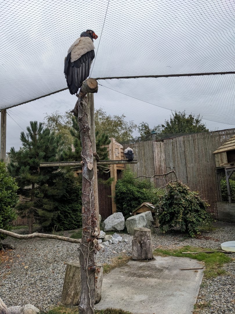 King Vulture Enclosure