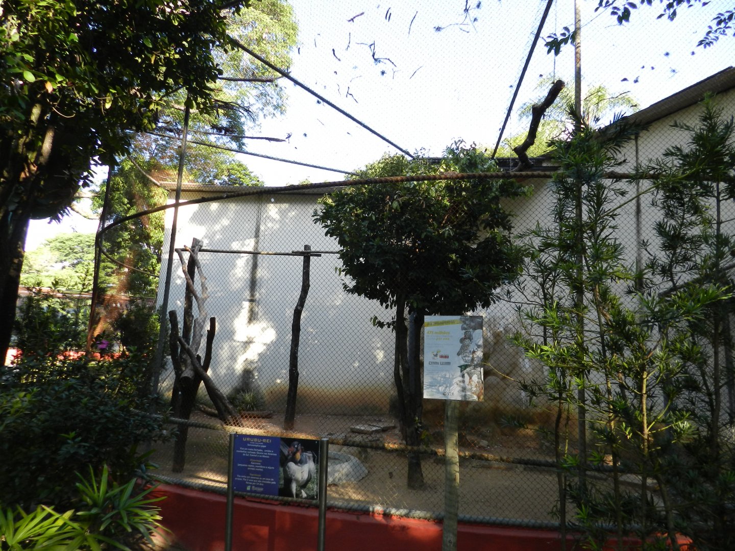King vulture exhibit - Belo Horizonte zoo