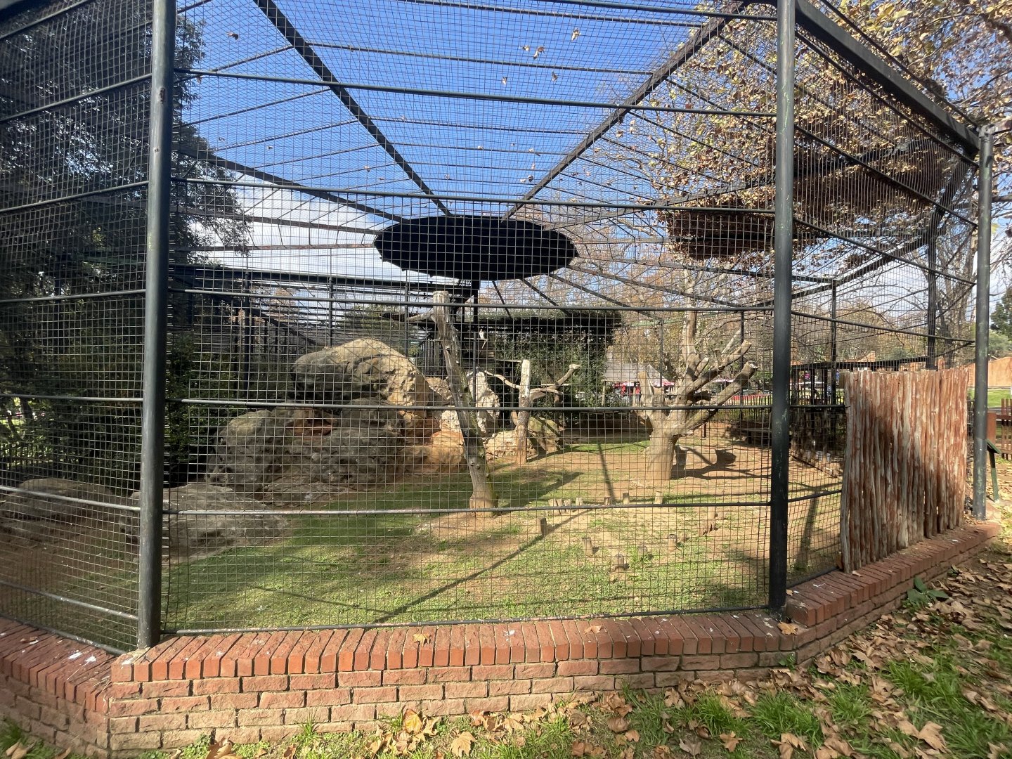 King Vulture Exhibit (Sarcoramphus papa)