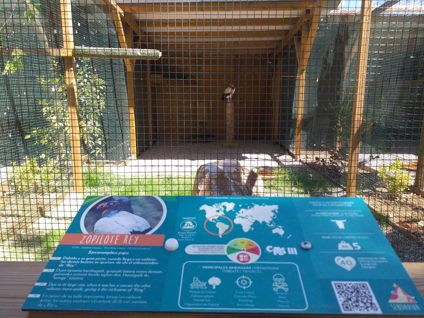 King vulture exhibit -Sendaviva (2020)
