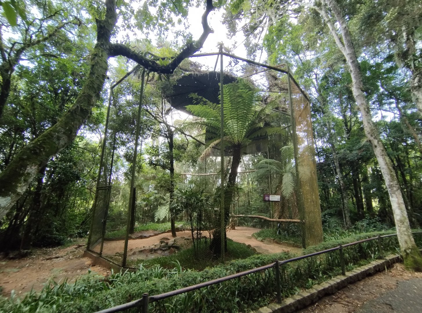 King vulture exhibit - Zoo Curitiba