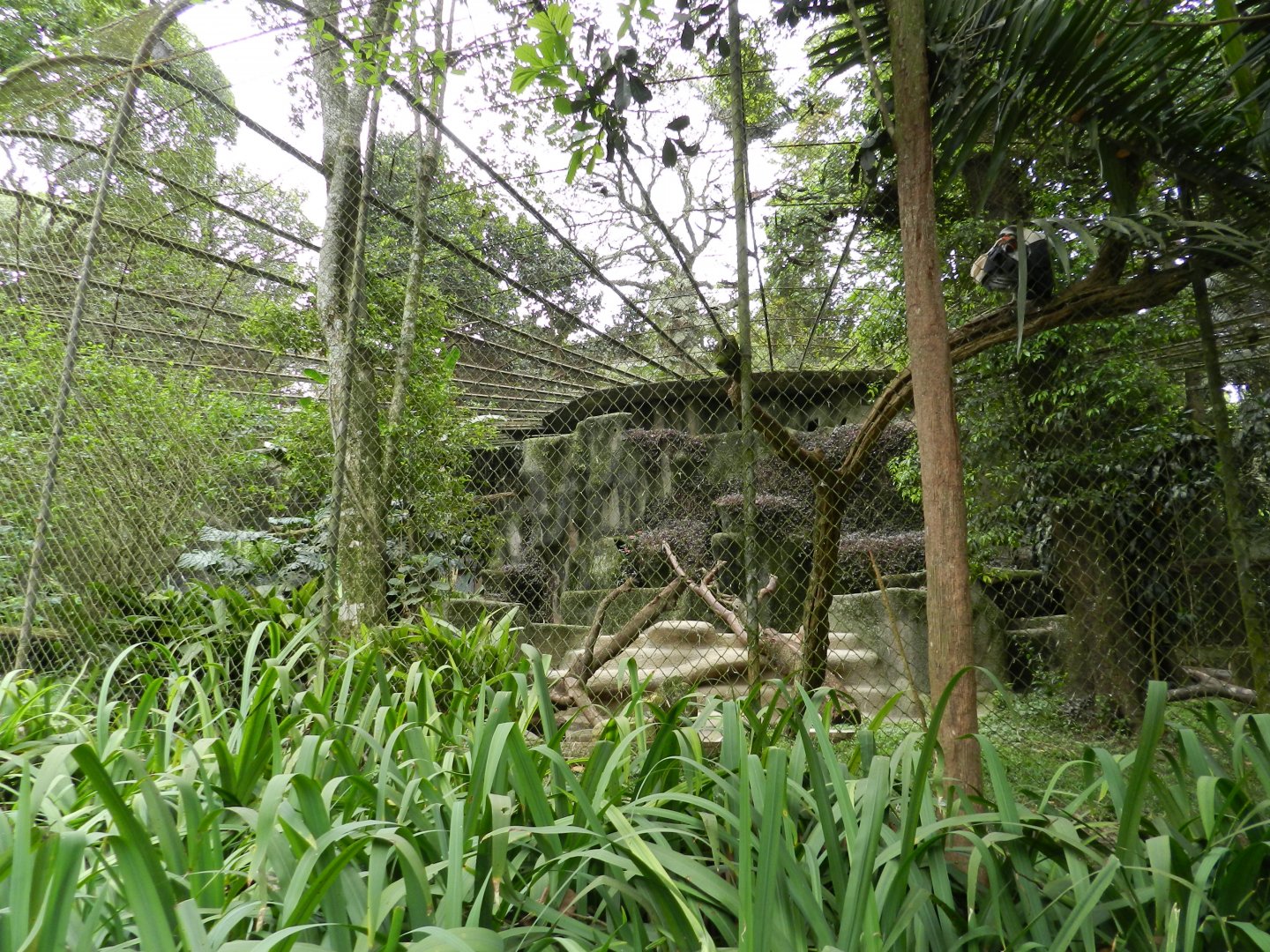 King vulture exhibit - Zoo São Paulo