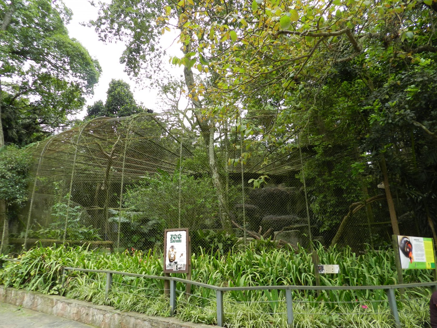 King vulture exhibit - Zoo São Paulo