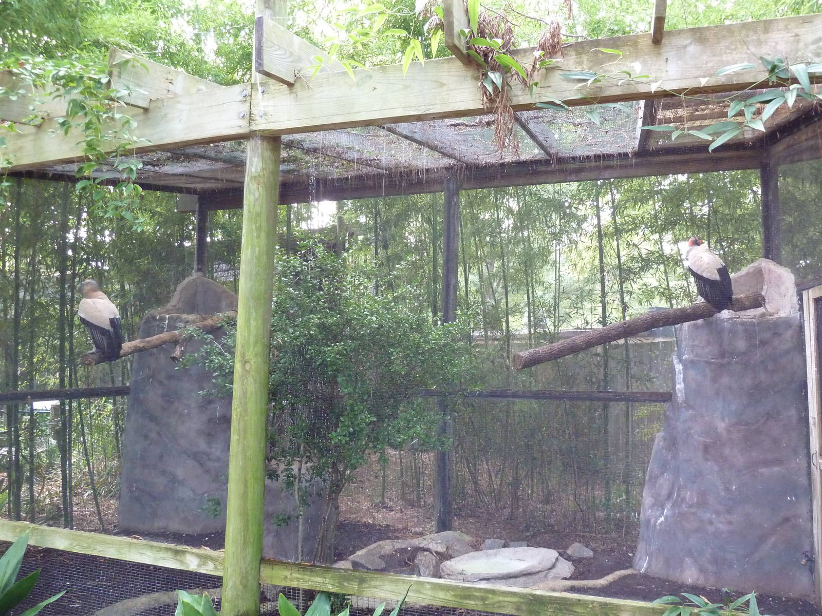 King Vulture Exhibit