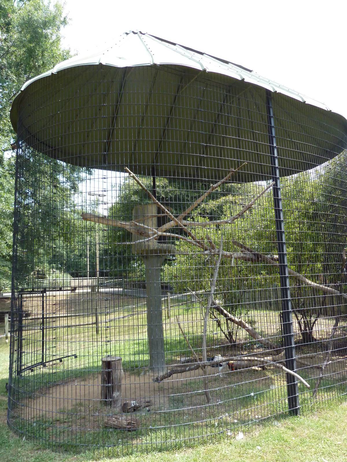 King Vulture Exhibit