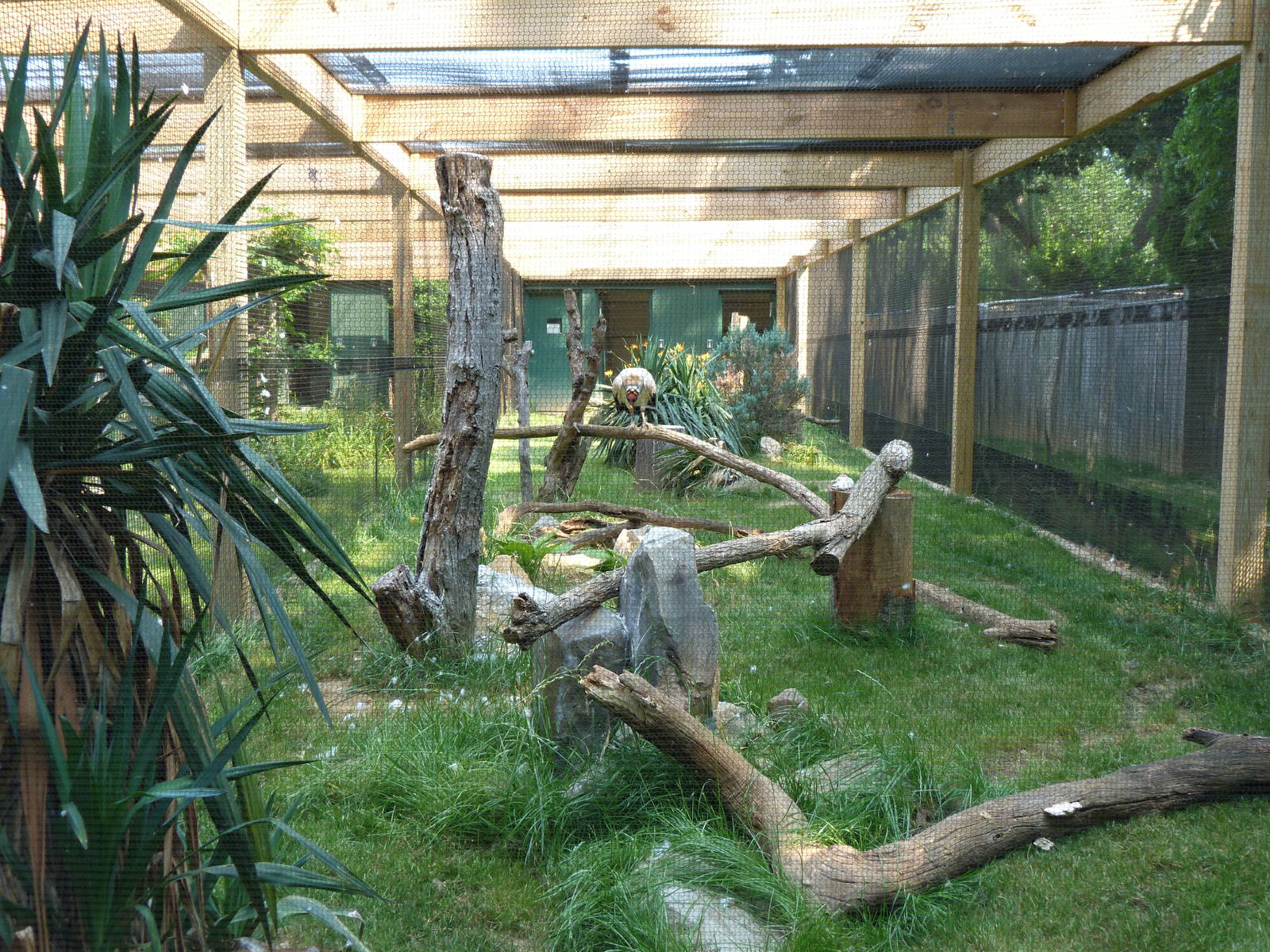 King Vulture Exhibit