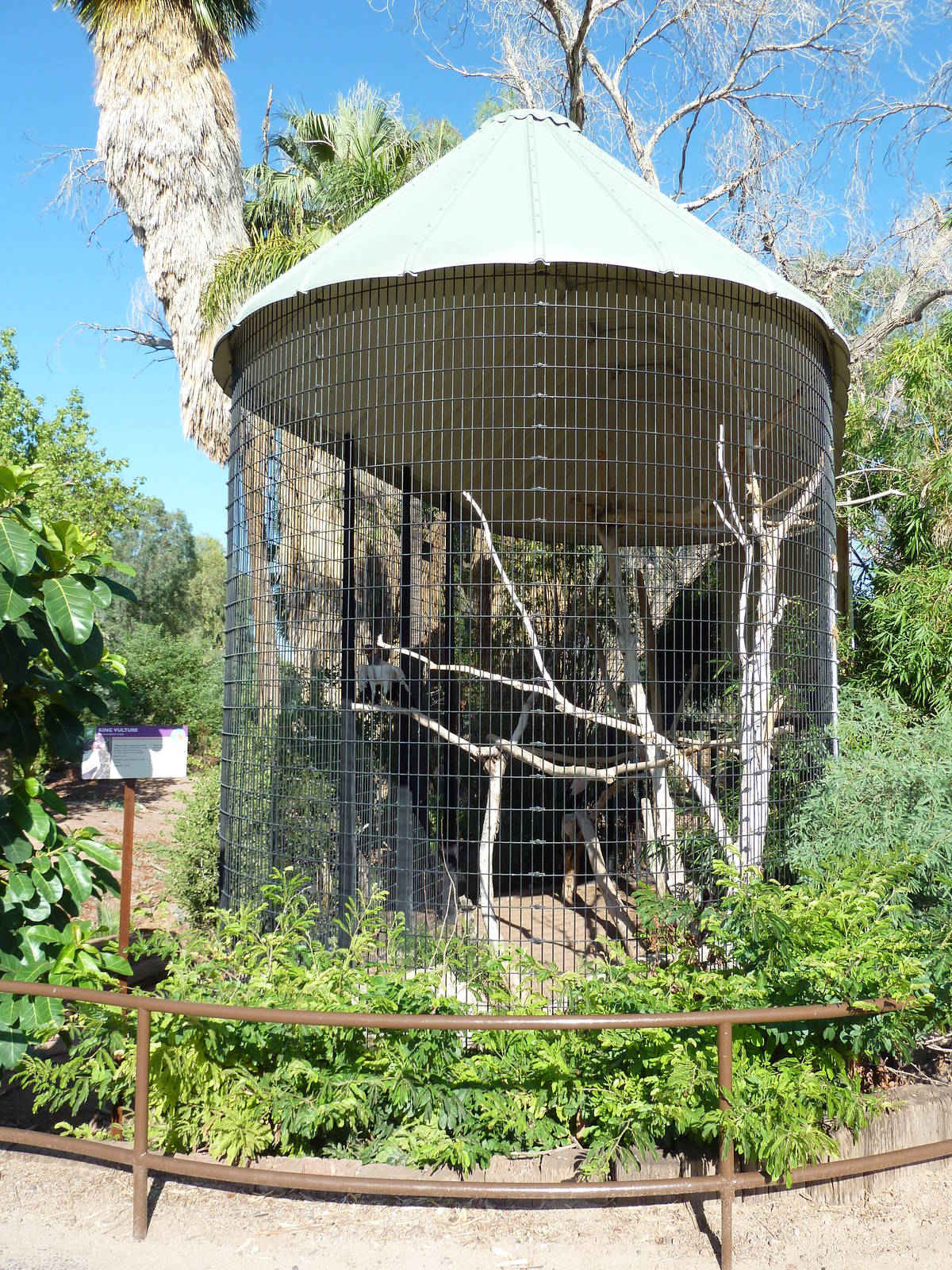 King Vulture Exhibit