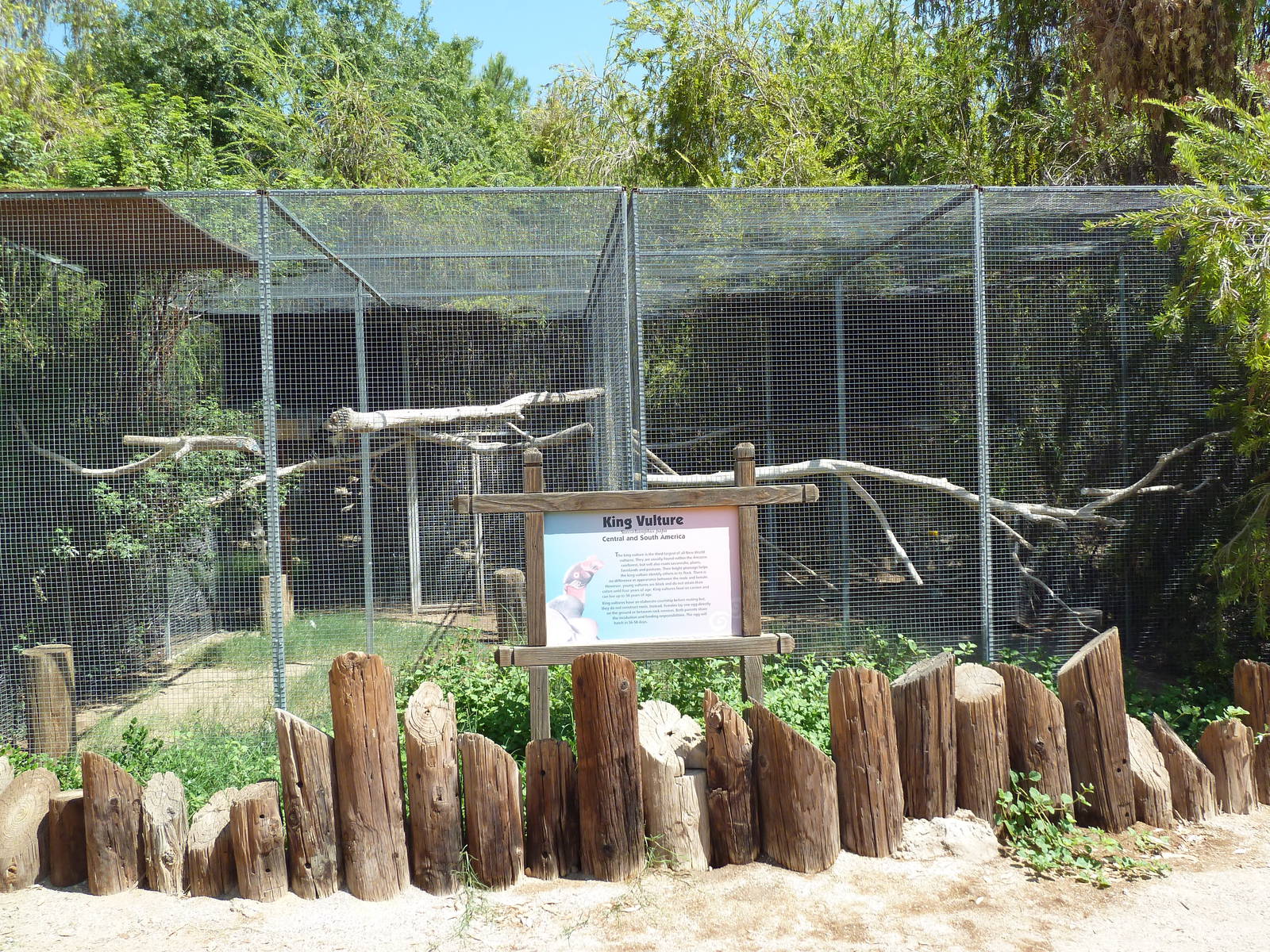 King Vulture Exhibit