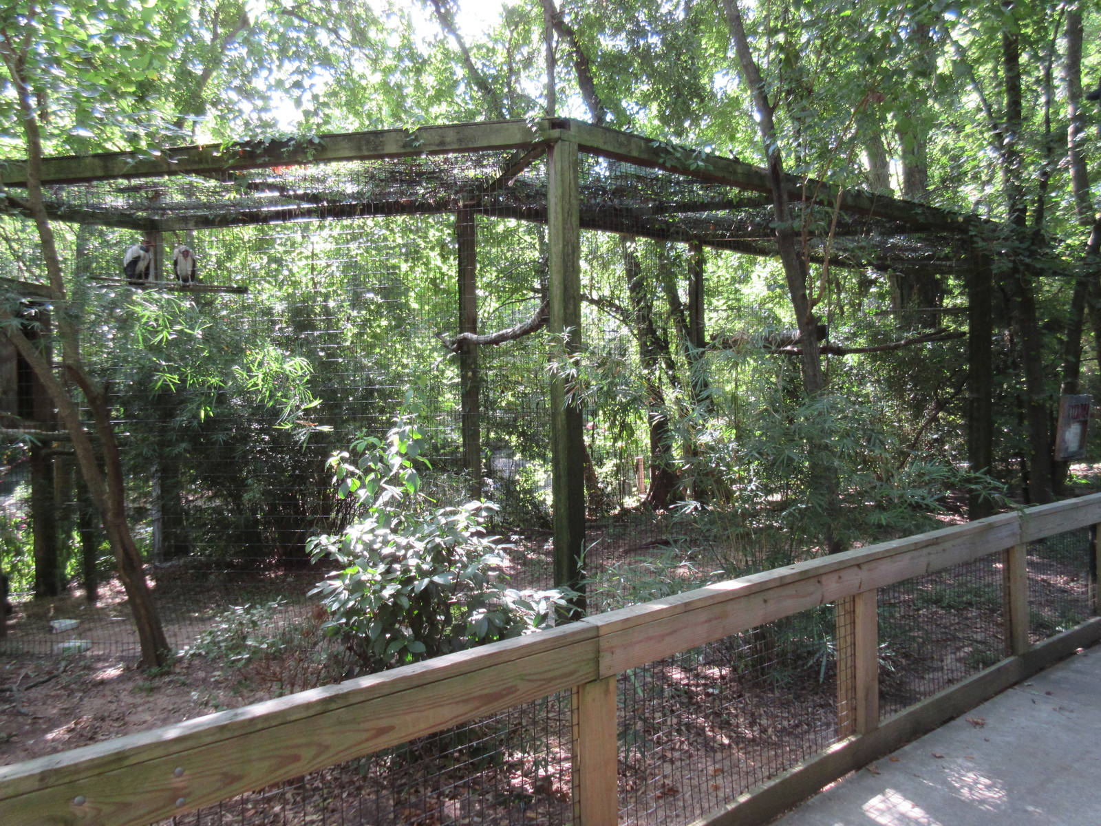 King Vulture Exhibit