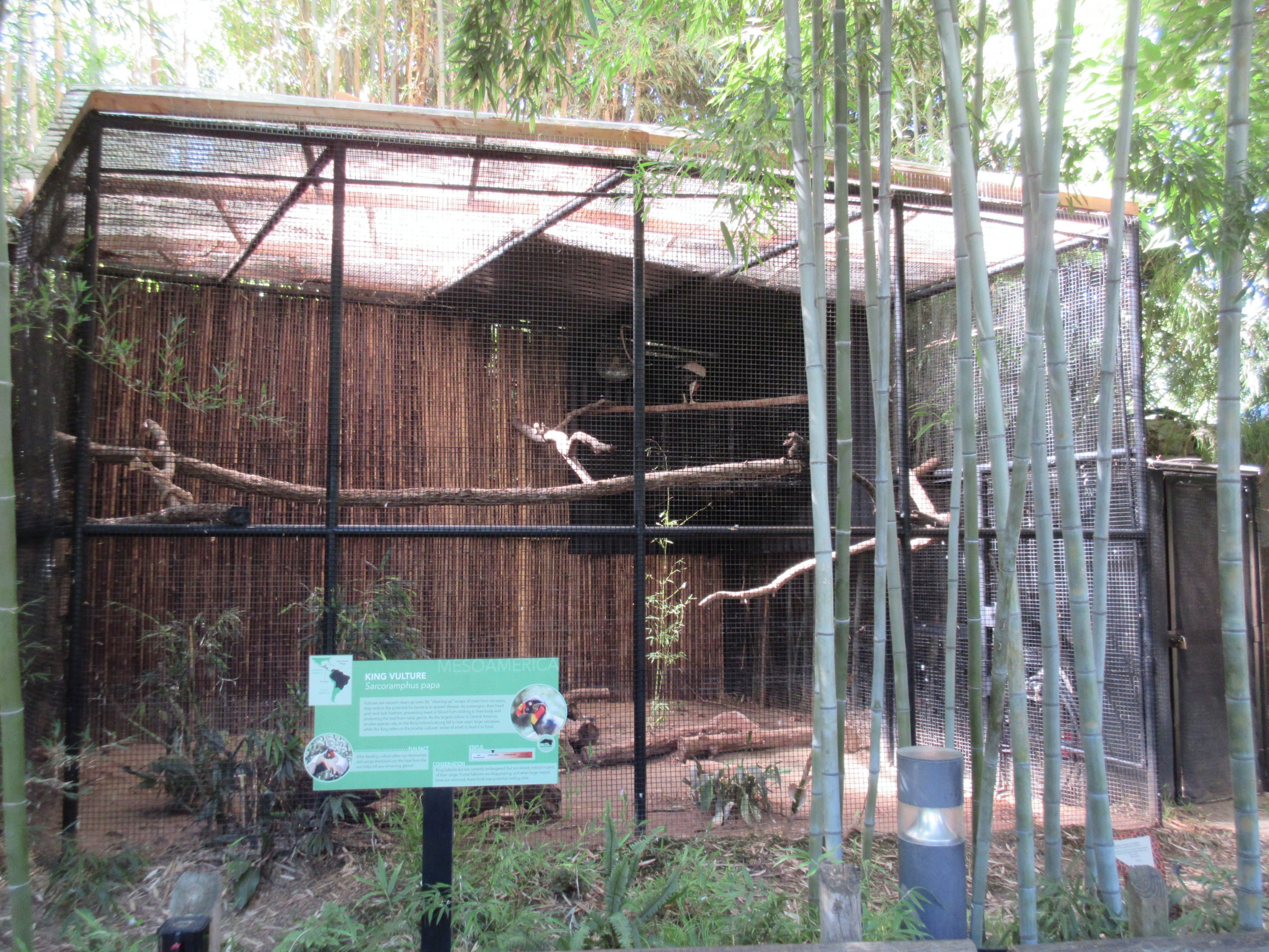 King Vulture Exhibit