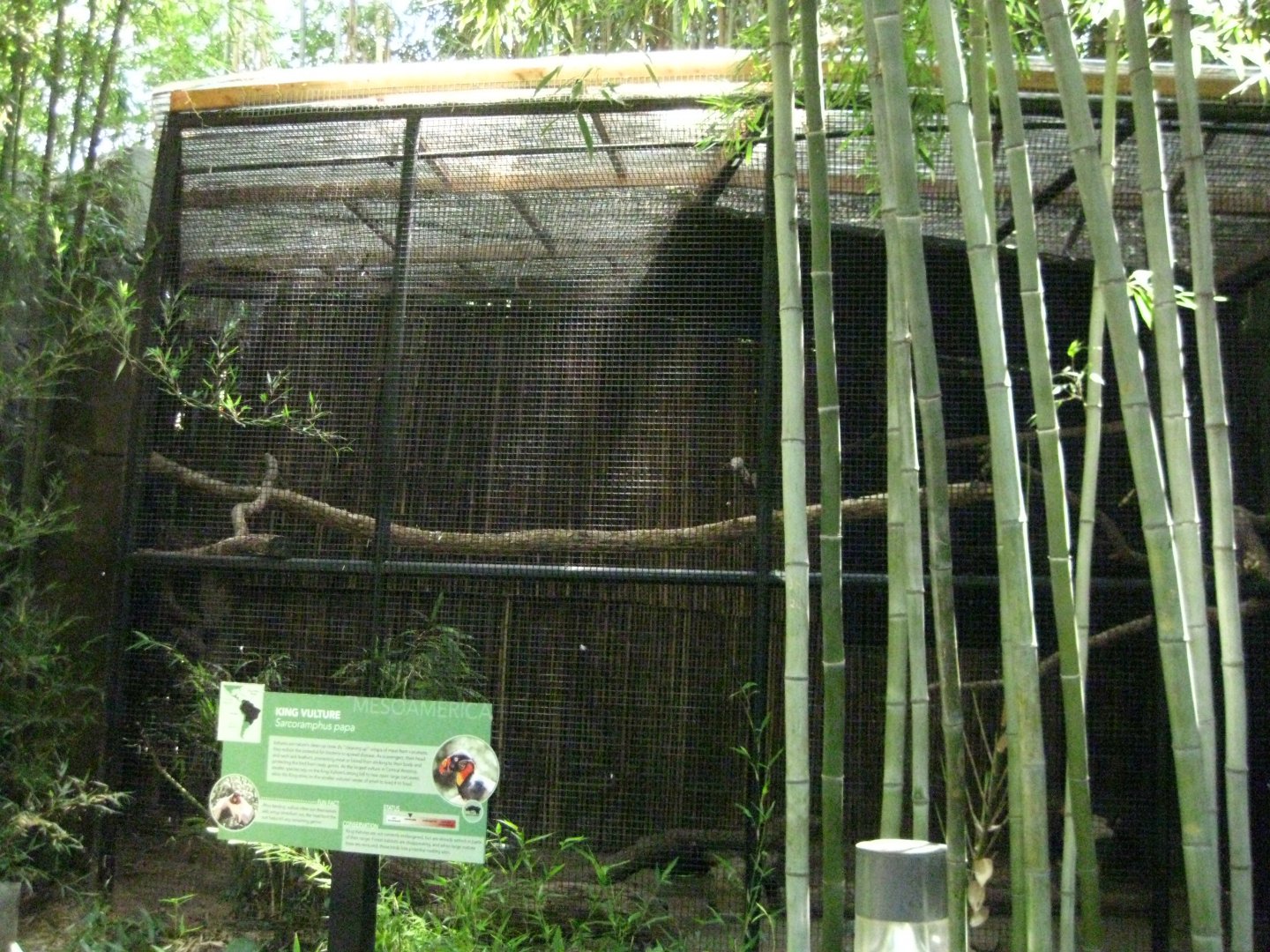 King Vulture Exhibit