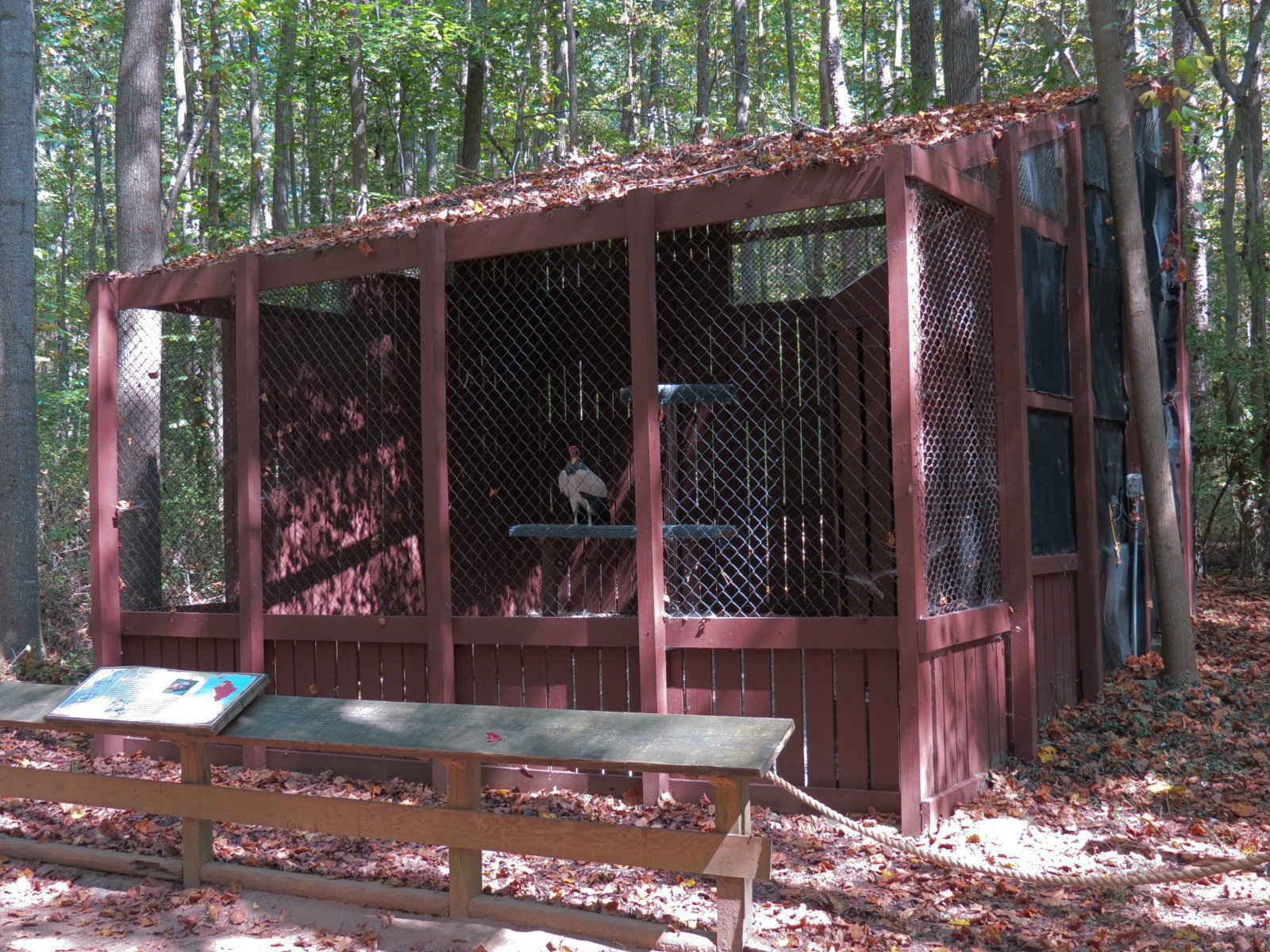 King Vulture Exhibit