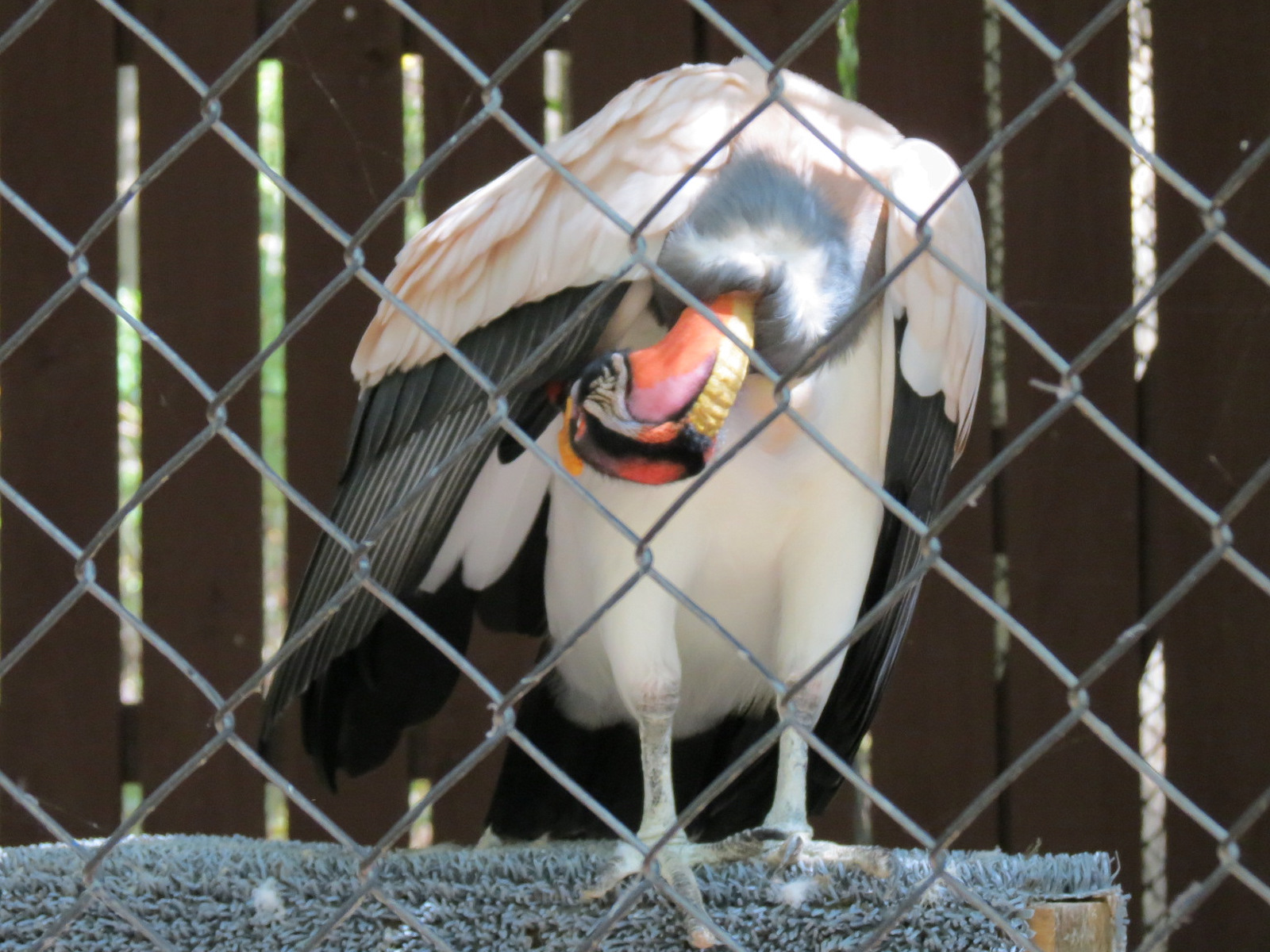 King Vulture Exhibit