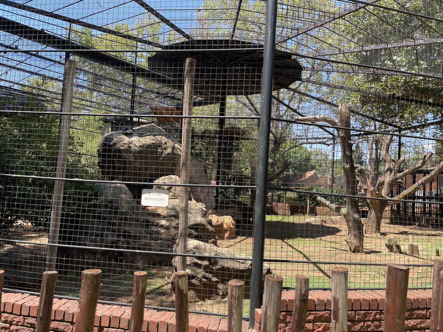 King Vulture Exhibit
