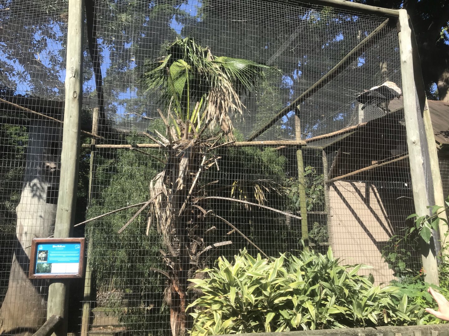 King Vulture Exhibit