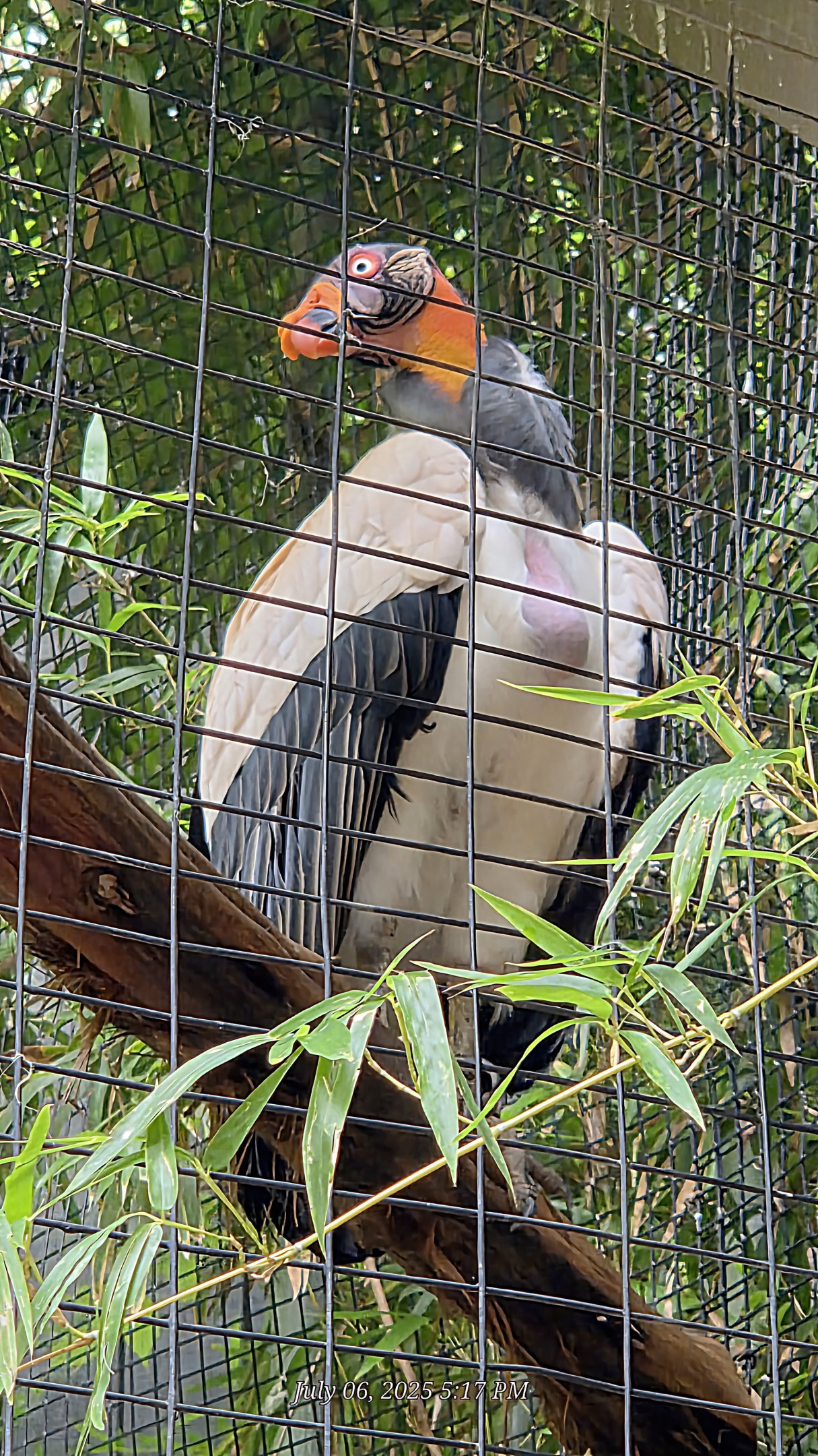 King Vulture - Fort Worth Zoo