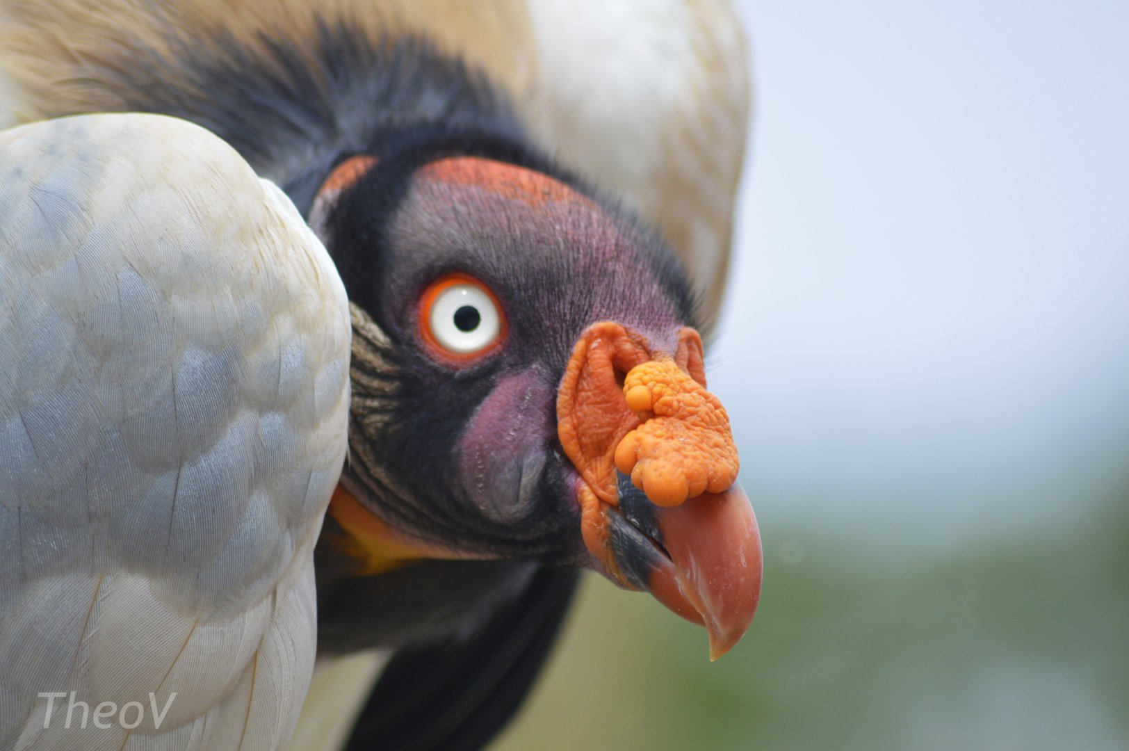 King vulture - Grande volière sud-américaine [2020]