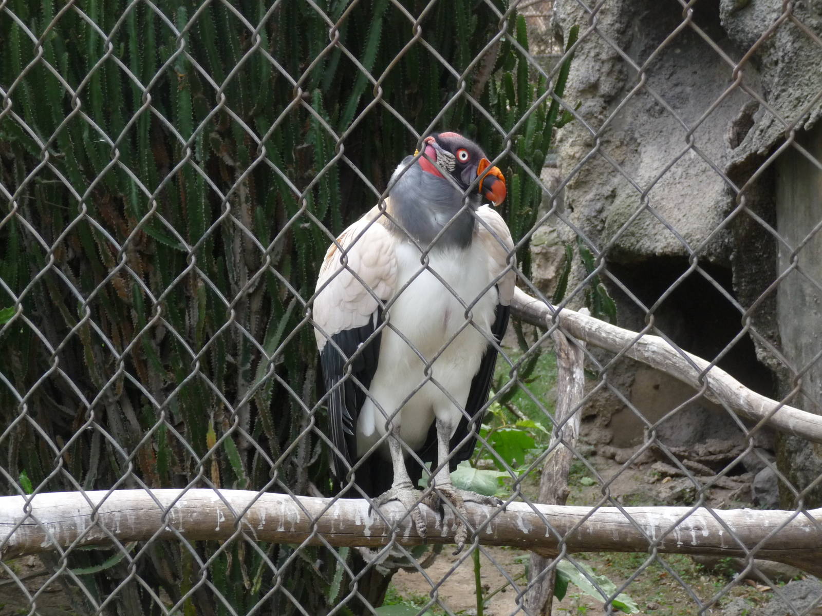 KING VULTURE GUADALAJARA ZOO