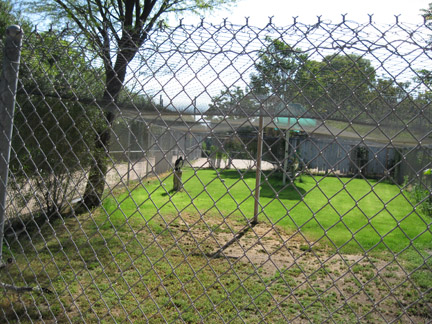 king vulture holding