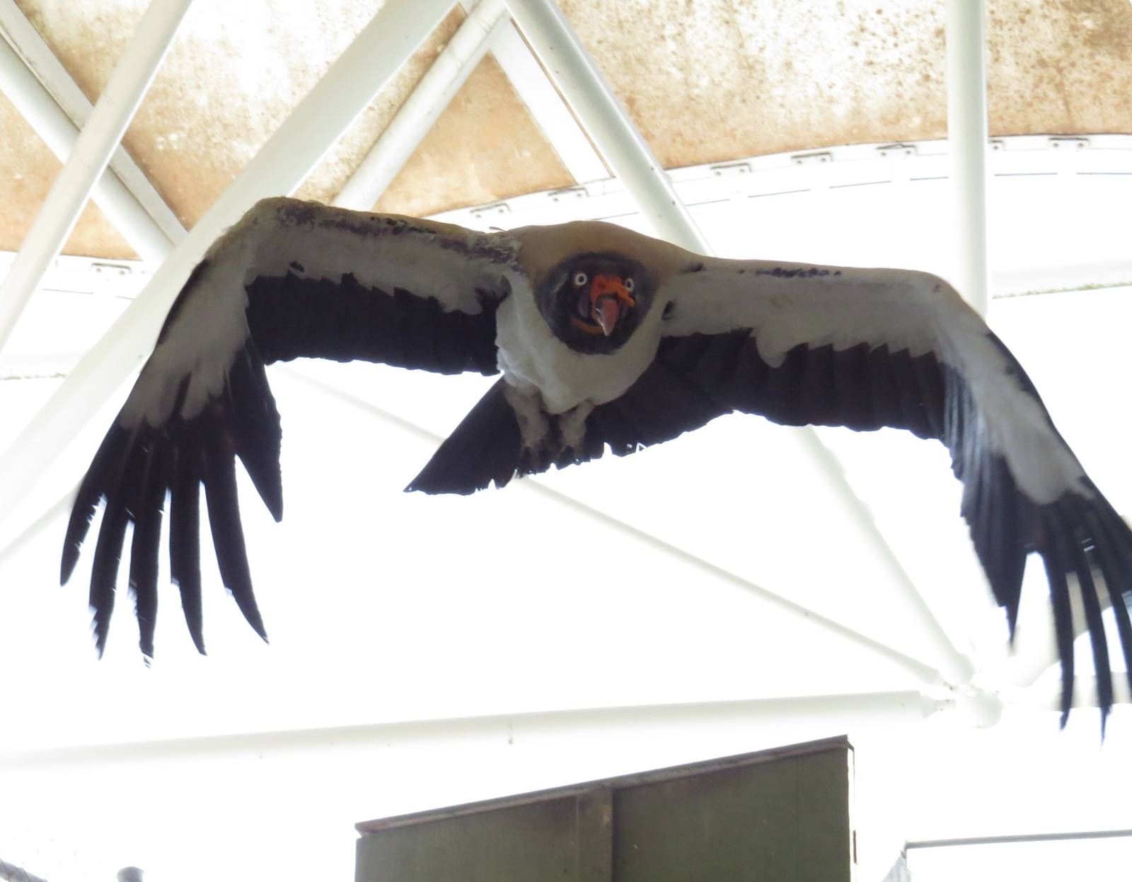 King vulture in flight, March 2015
