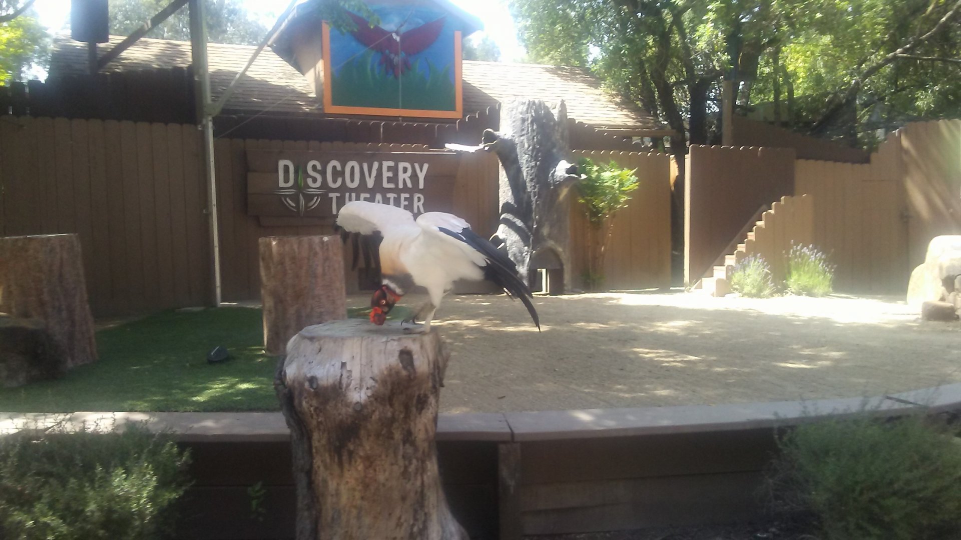 King vulture in the Wildlife Experience Show