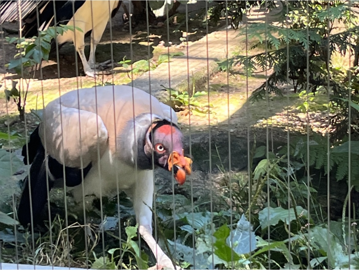 King Vulture(July 2022)