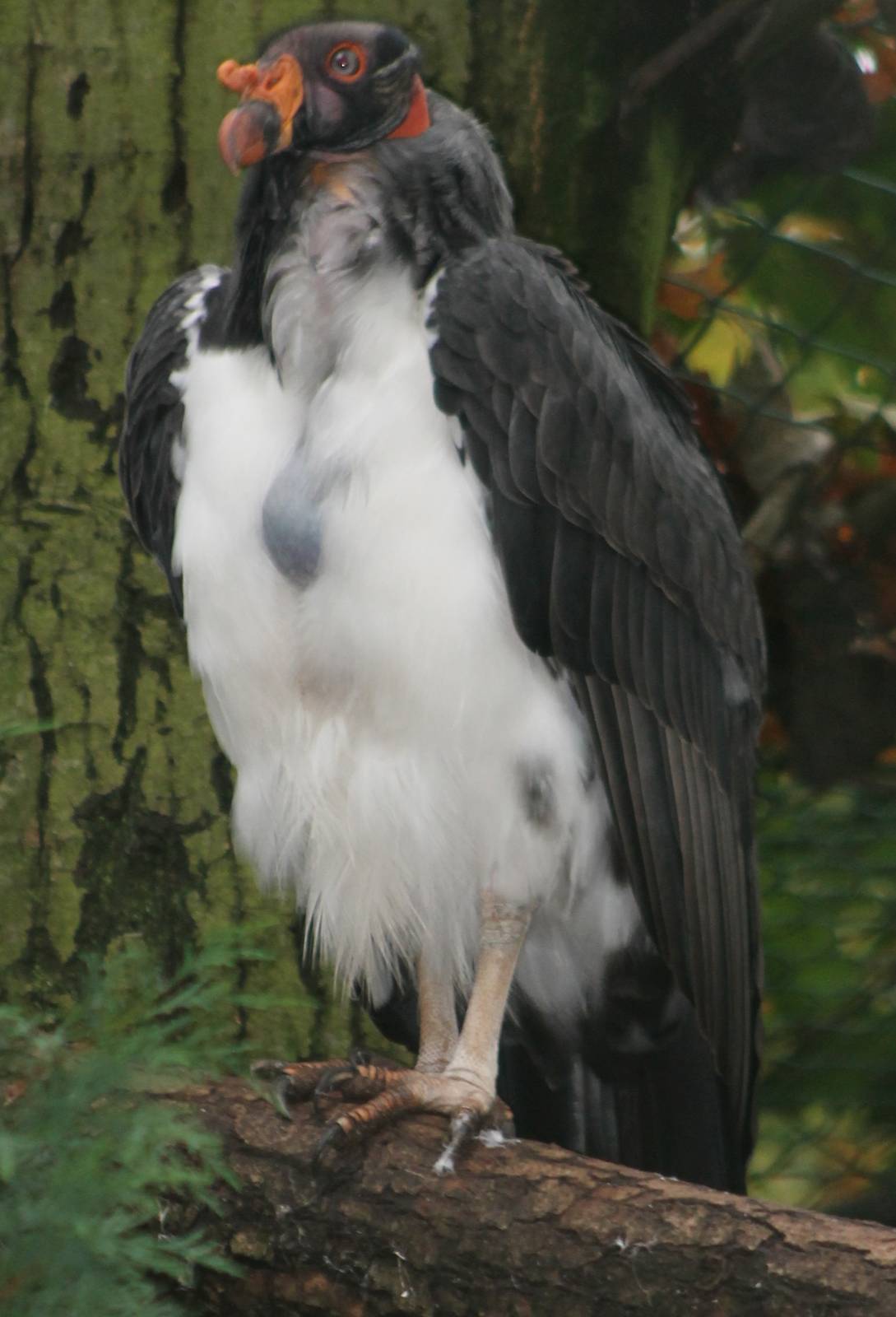 king vulture juvenile