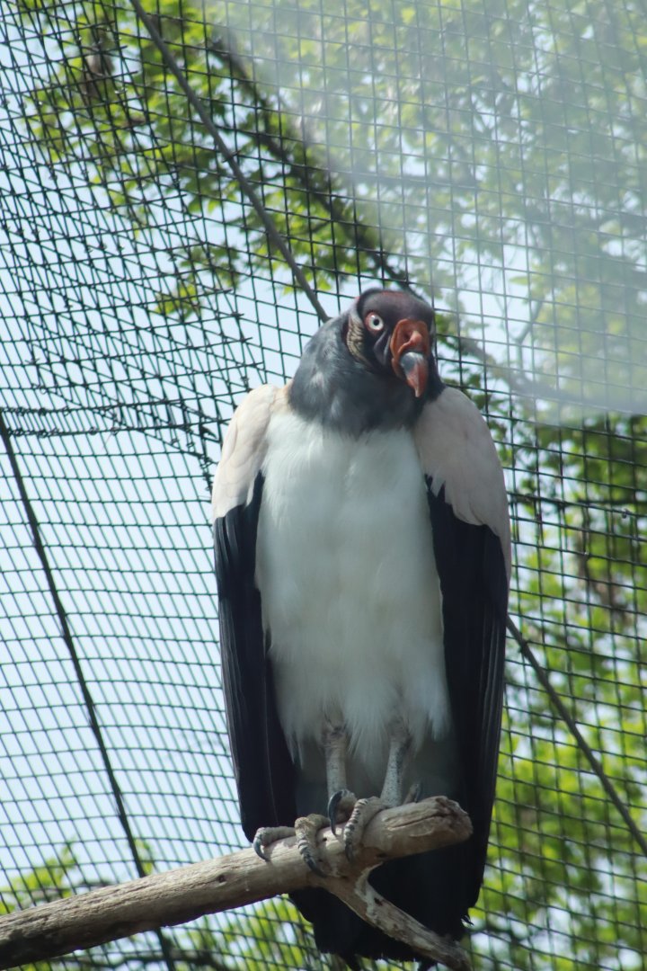 King Vulture- March 2024