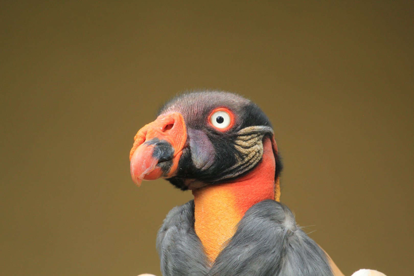 King vulture (May 2018)
