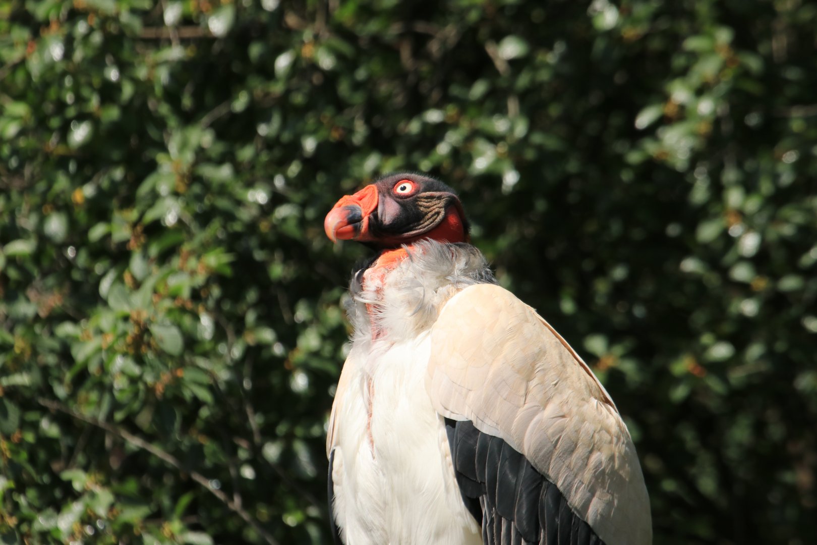 King vulture - May 2020