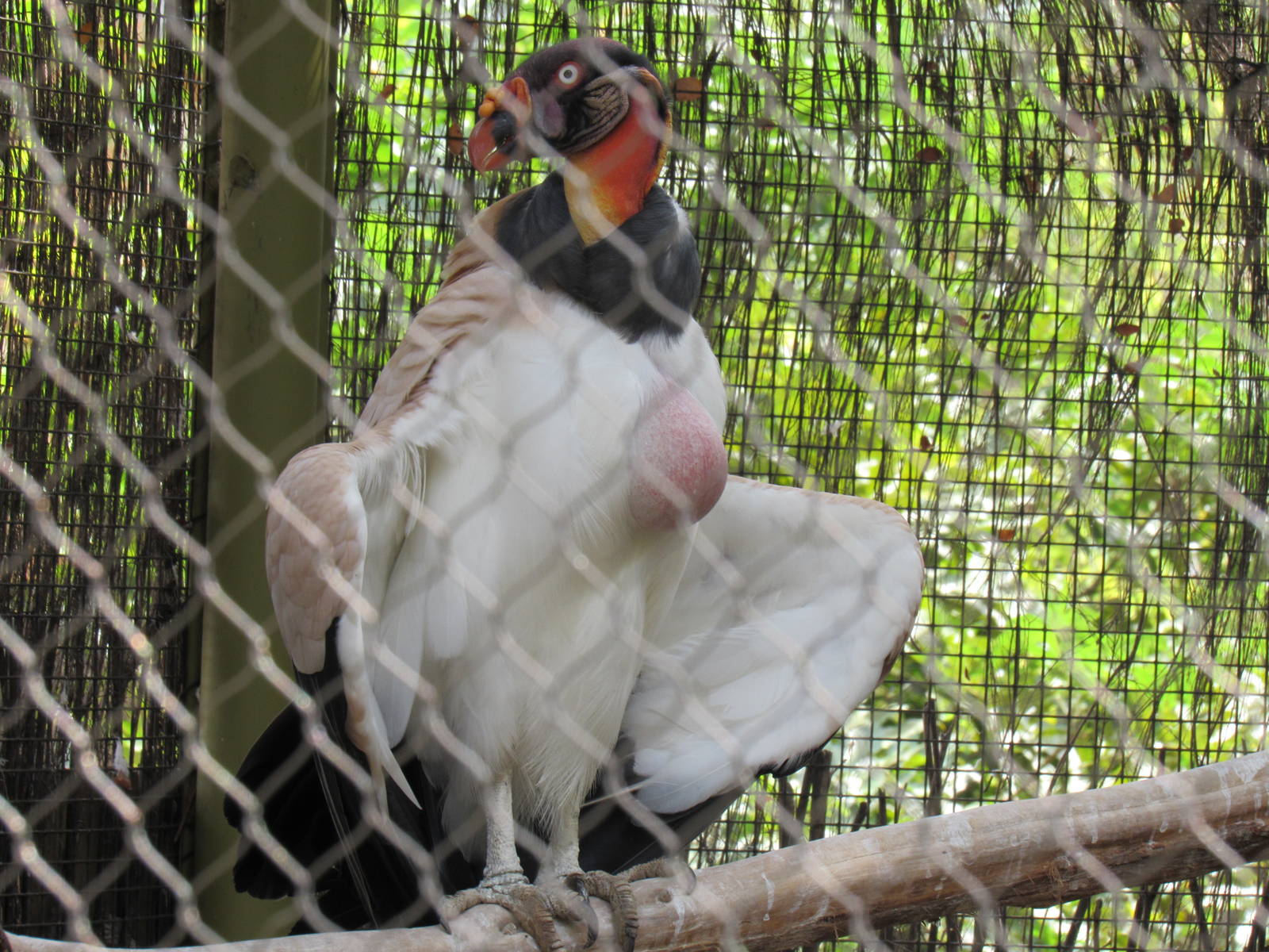 King Vulture Parent