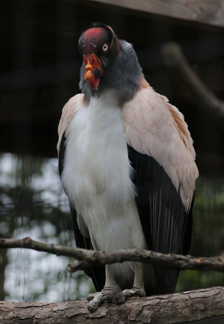 King Vulture - Potter Park Zoo - 05/20/19