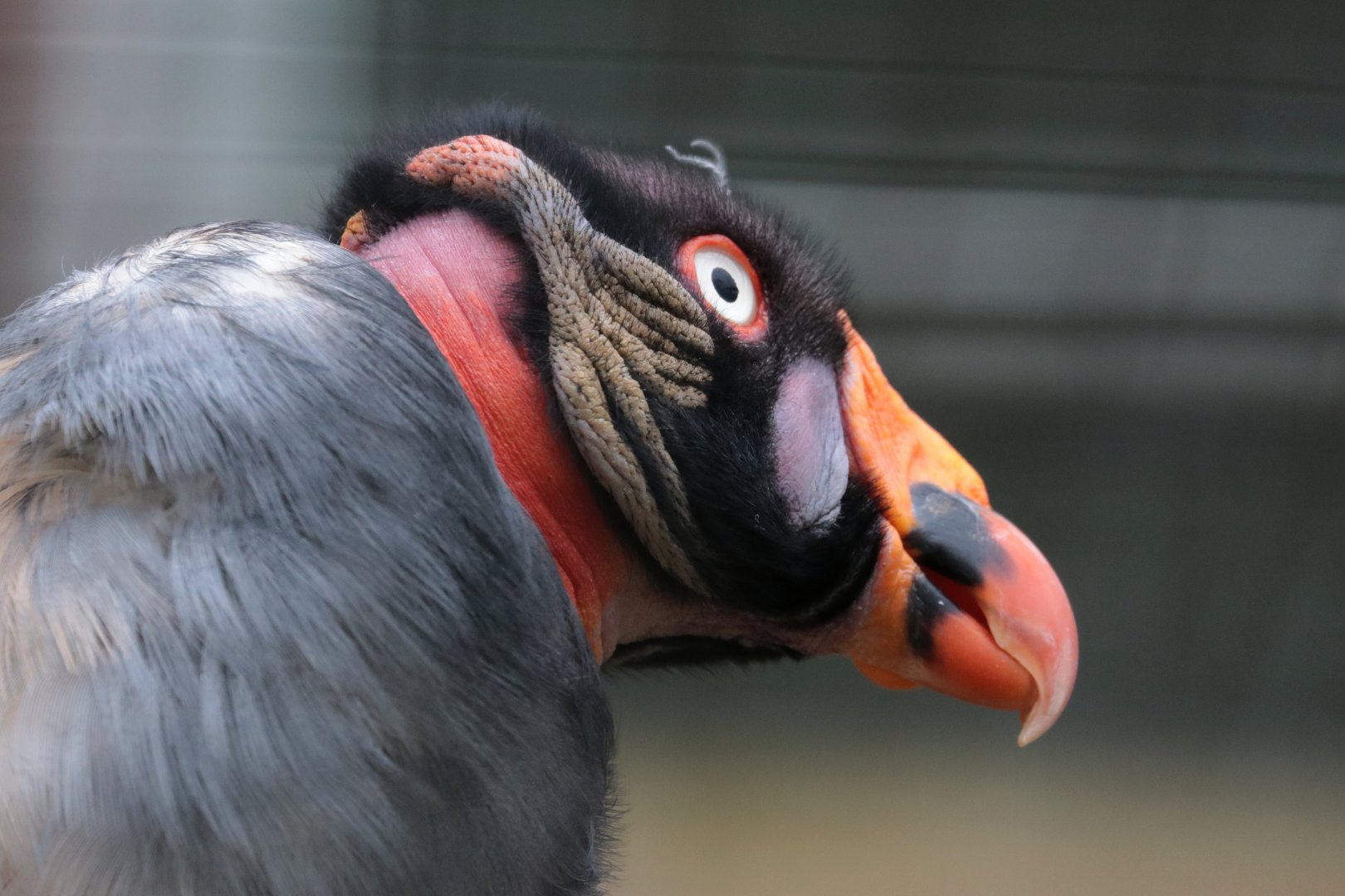 King Vulture - Potter Park Zoo - 05/20/19