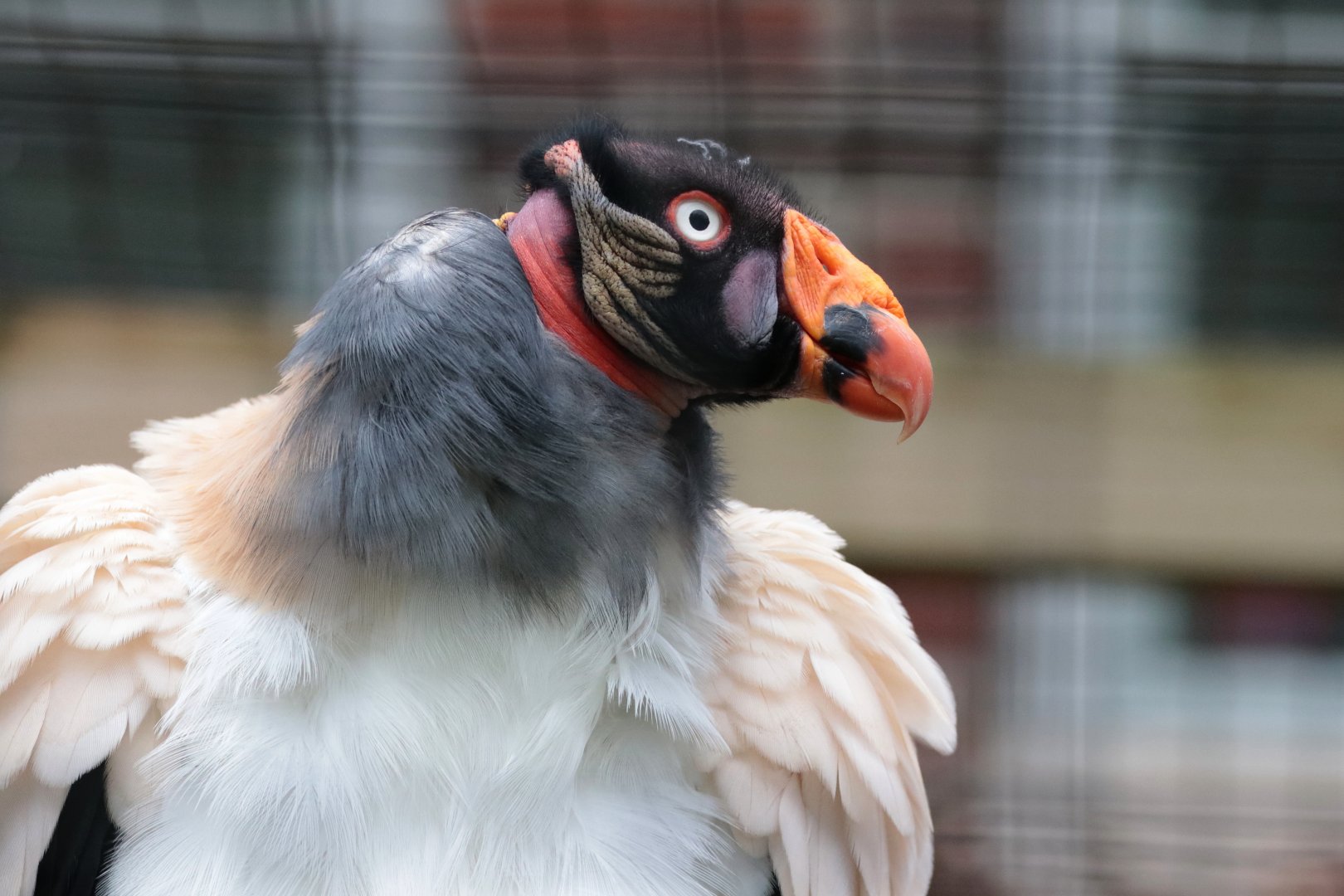 King Vulture - Potter Park Zoo - 05/20/19