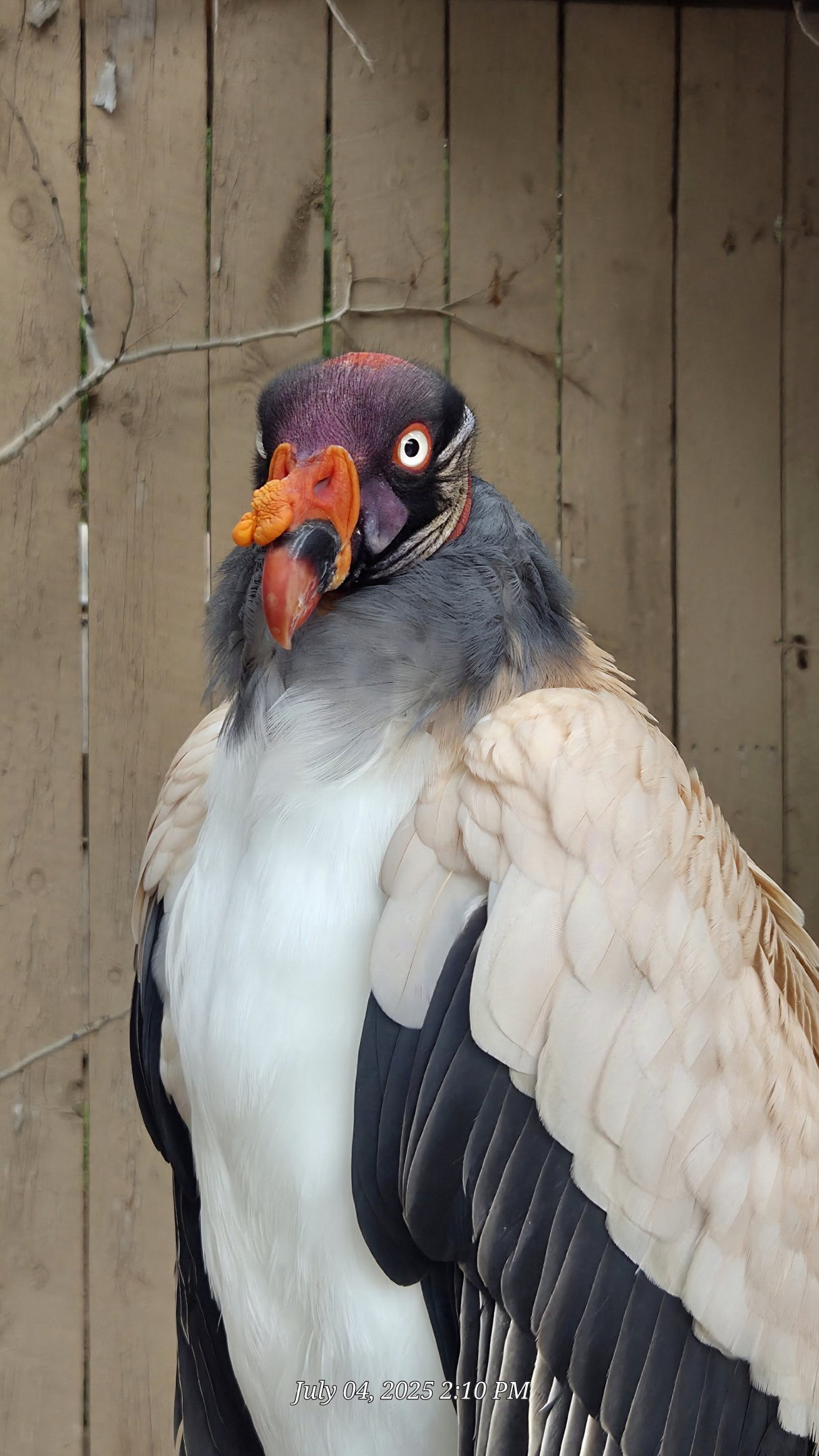 King Vulture - Reptile Gardens
