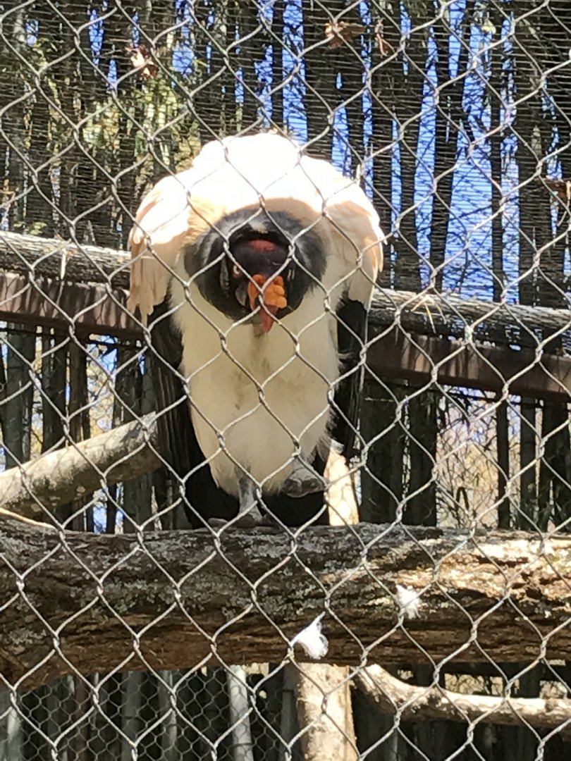 King vulture: Ros