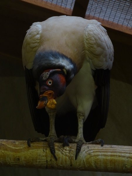 King vulture (Sarcoramphus papa) (07/22)