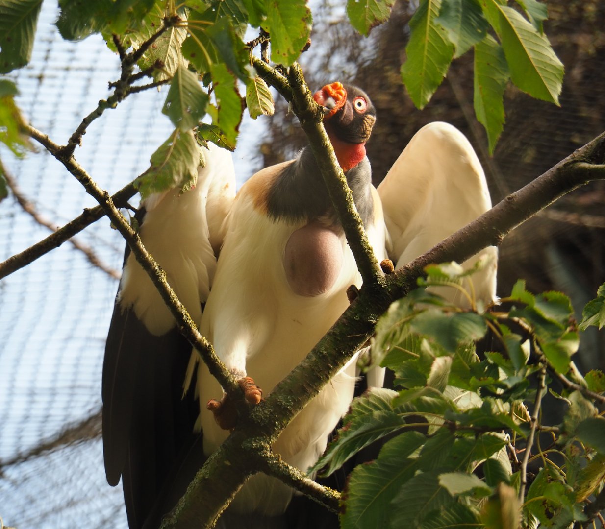 King vulture (Sarcoramphus papa), 2019-10-05