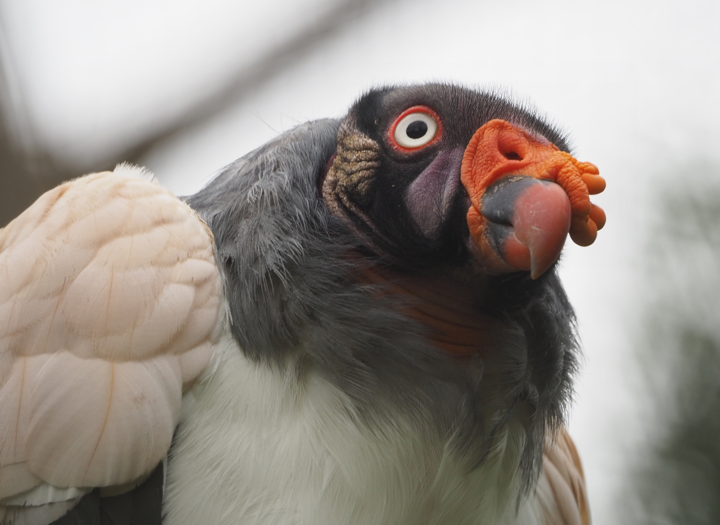 King vulture (Sarcoramphus papa), 2020-09-03