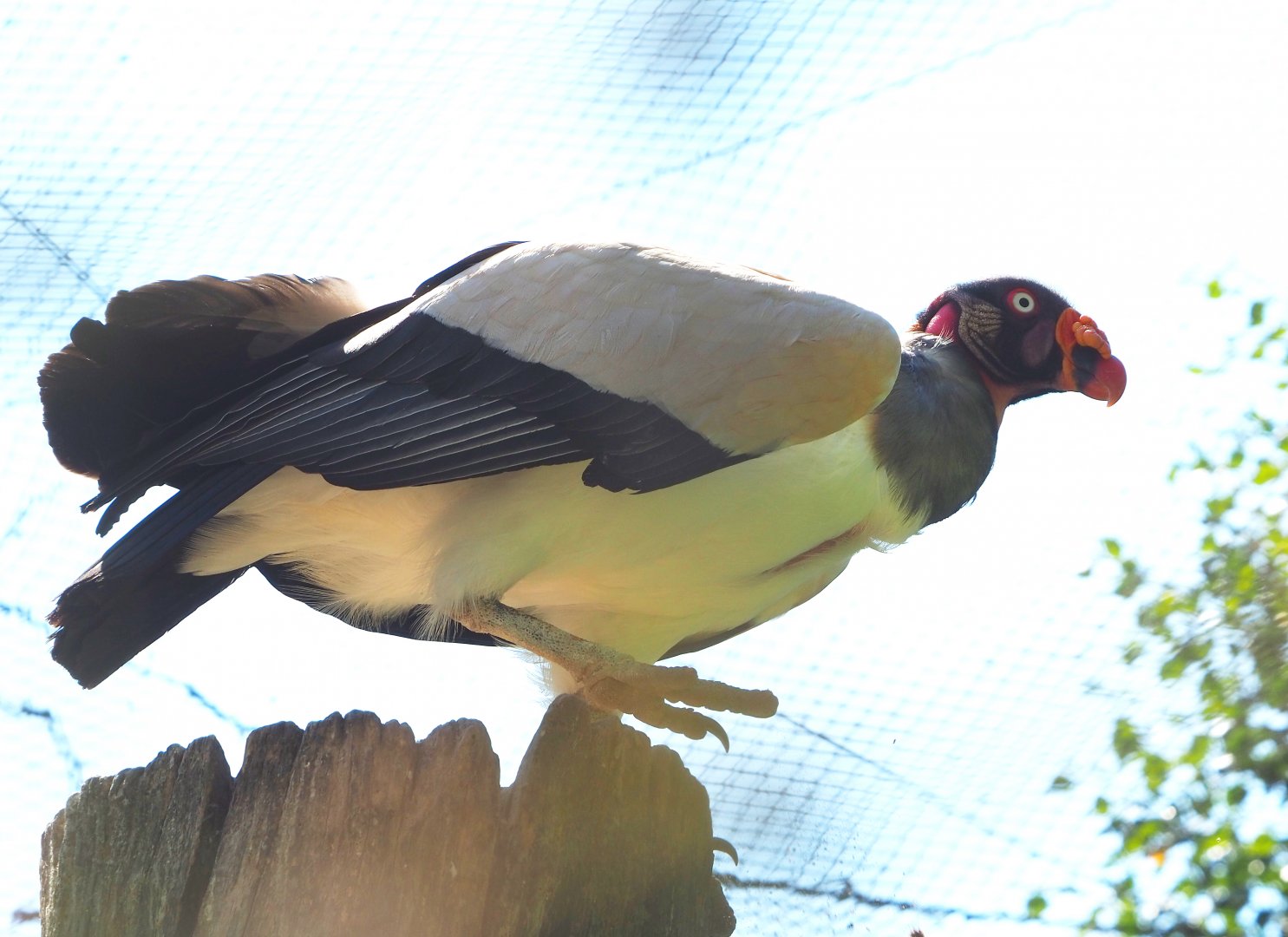 King vulture (Sarcoramphus papa), 2021-09-03