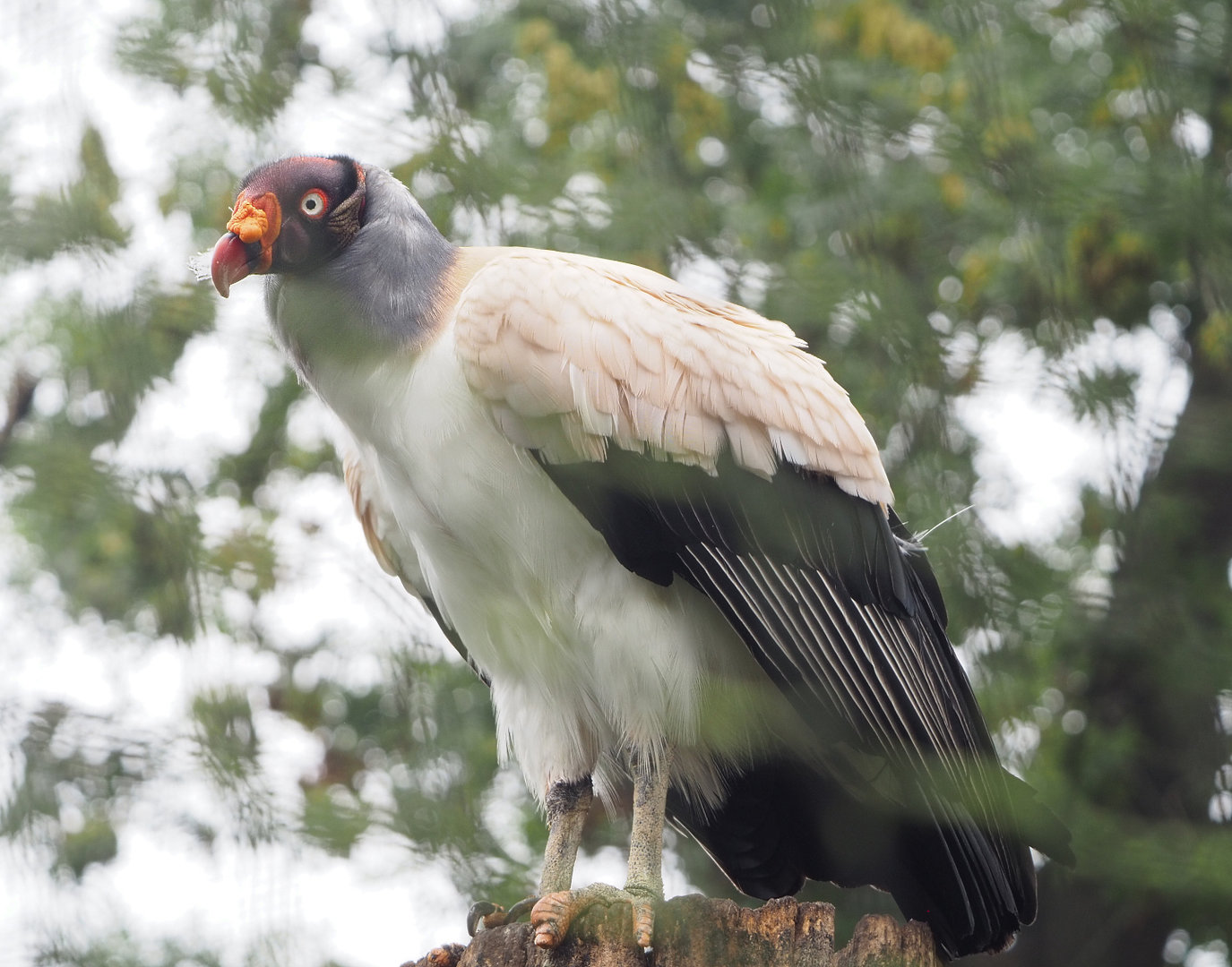 King vulture (Sarcoramphus papa), 2022-09-14